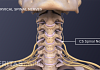 How Massage Can Ease Sciatic Pain