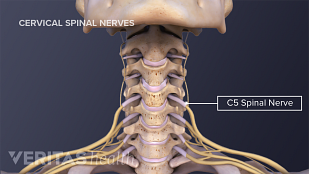 Cervical Spine Anatomy and Neck Pain