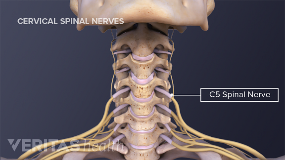 All About The C5 C6 Spinal Segment 7451