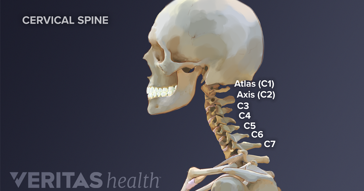The C1-C2 Vertebrae and Spinal Segment