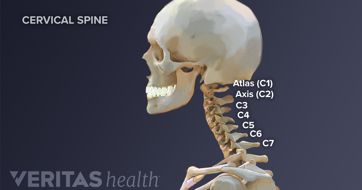 The C1 C2 Vertebrae And Spinal Segment