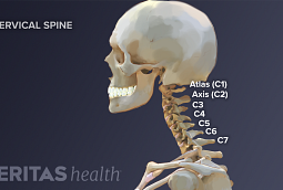 Cervical Spine Anatomy Video
