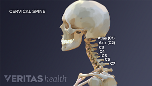 Medical illustration with labeled vertebrae of an adult cervical spine