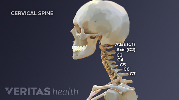 columna cervical (vértebras)