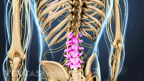 Understanding Spinal Anatomy Helps You Talk to Your Doctors