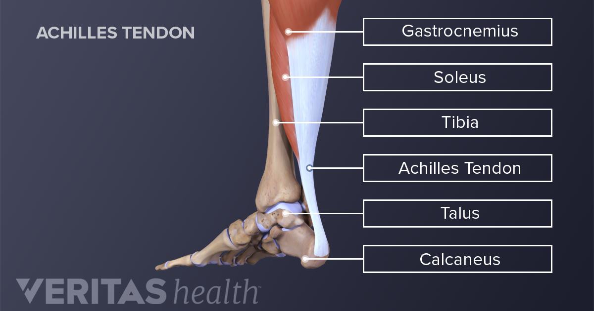 Achilles Tendon And Plantar Fascia