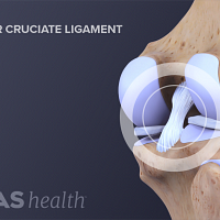 Illustration of the posterior cruciate ligament