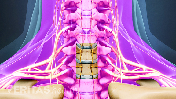 Anterior view of the cervical spine showing location of fascia incision.