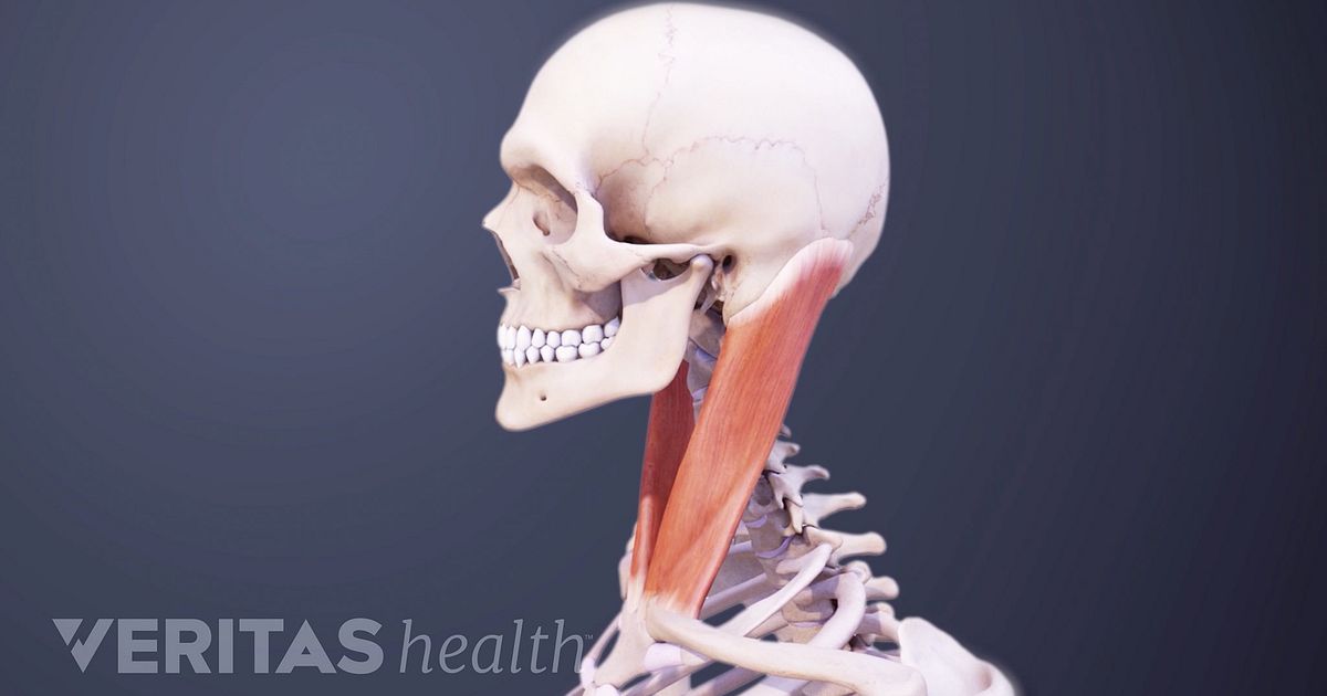 Cervical Muscle Anatomy Animation