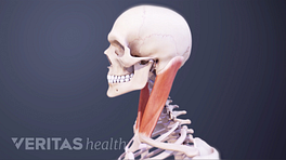 Neck Muscles And Other Soft Tissues