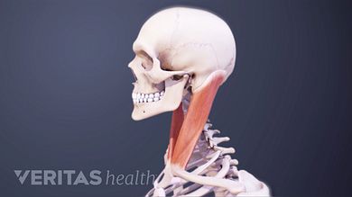 Neck Muscles And Other Soft Tissues