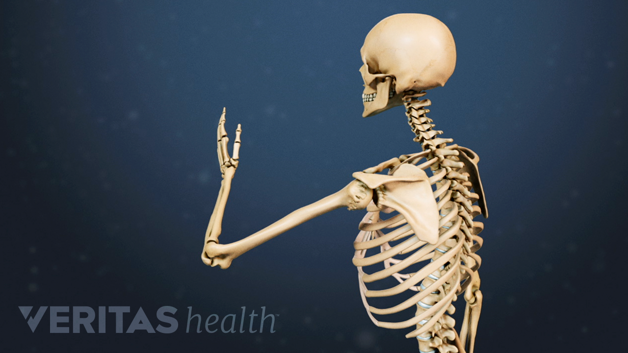 Illustrated skeleton showing range of motion in the arm and shoulder bones
