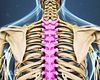 Spine Anatomy Video