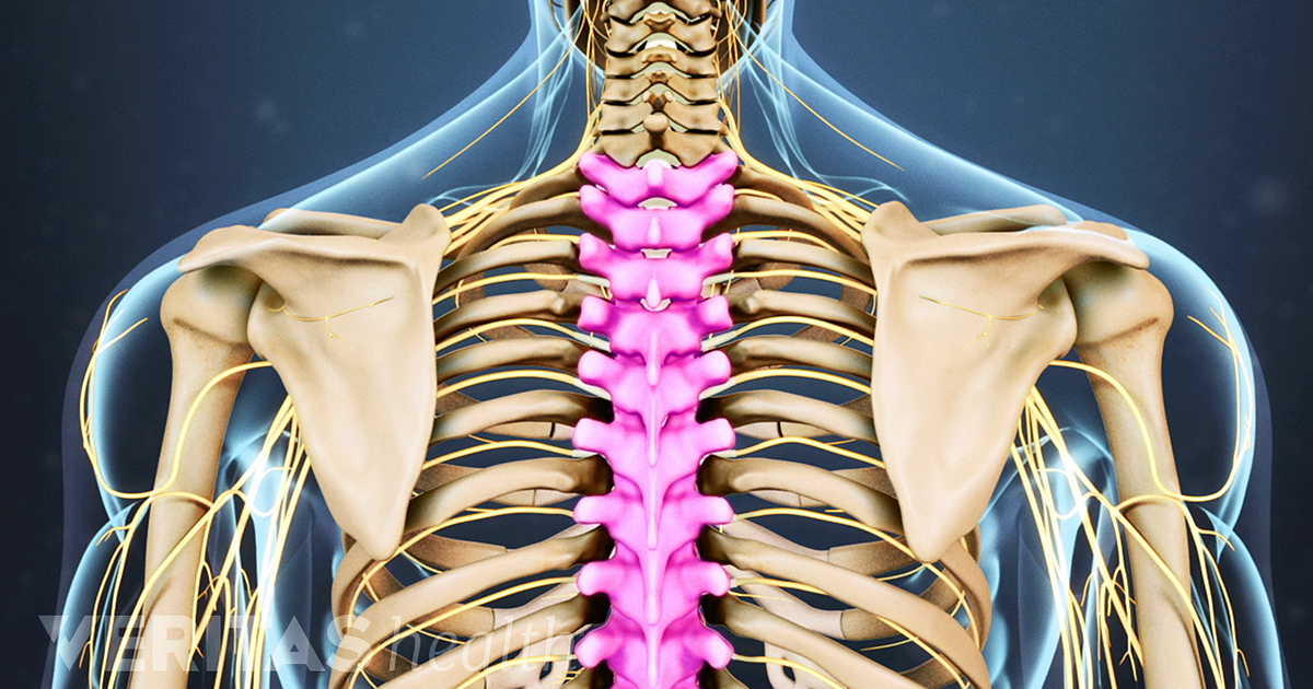 Back Bones Anatomy Chart