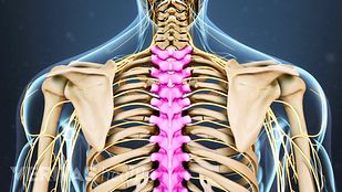 Spine Anatomy Video