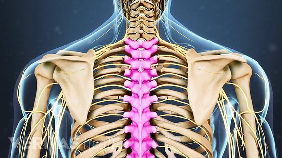 Understanding Lower Back Anatomy