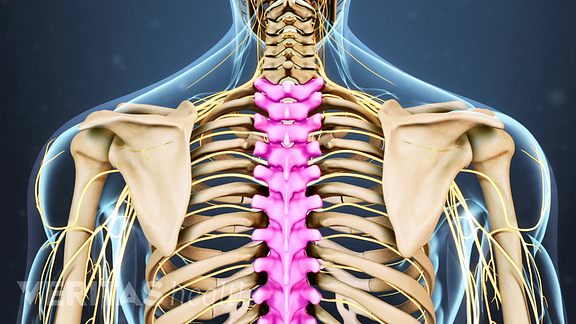 Upper back muscles diagram pain