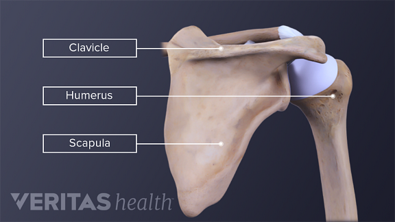 Posterior and anterior bones of the shoulder.