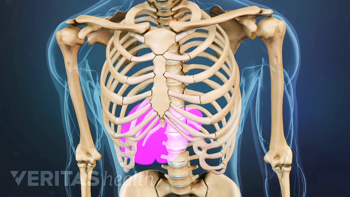 Lower Left Back Pain From Internal Organs