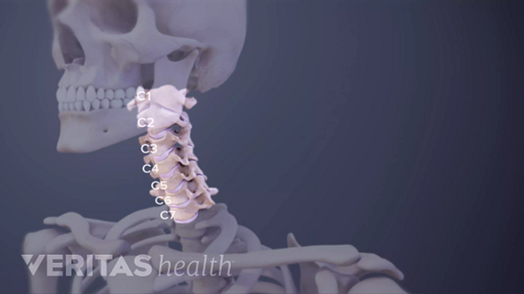 Cervical vertebra highlighted in the upper body.