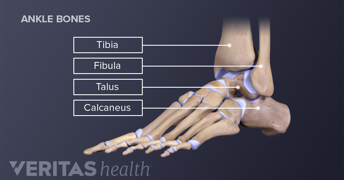 ankle joint