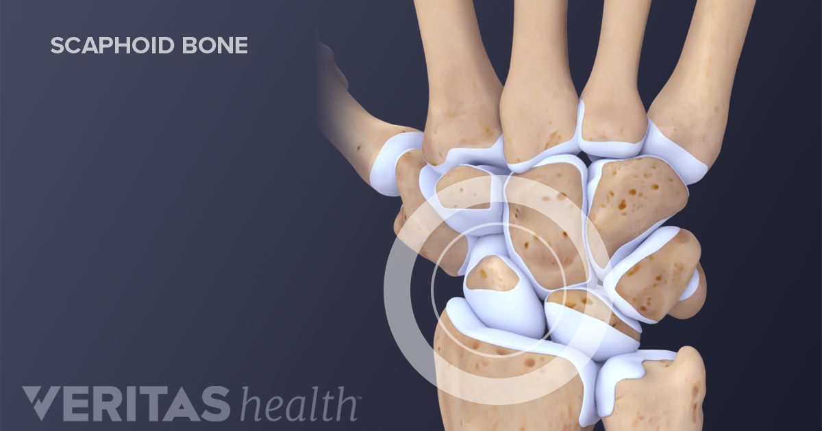 Dorsal wrist anatomy