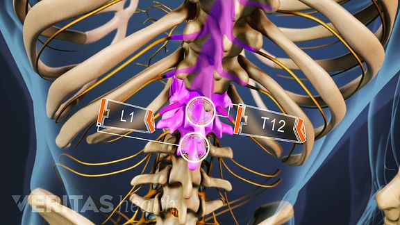 The spinal cord travels from the base of the skull to the joint where the thoracic spine meets the lumbar spine.