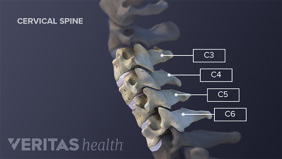 cervical vertebrae