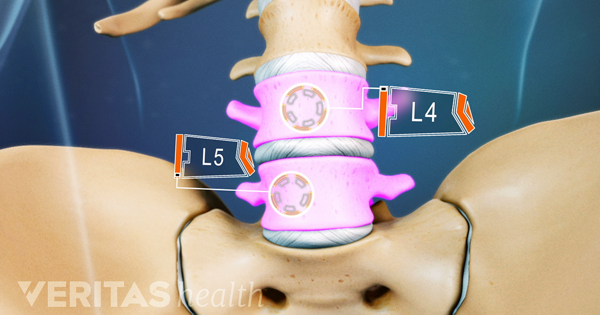 All About the L4-L5 Spinal Segment
