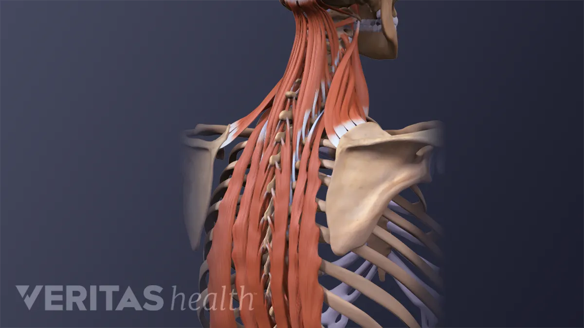 How to Massage the Upper Back for Neck Pain, Shoulder & Scalp for