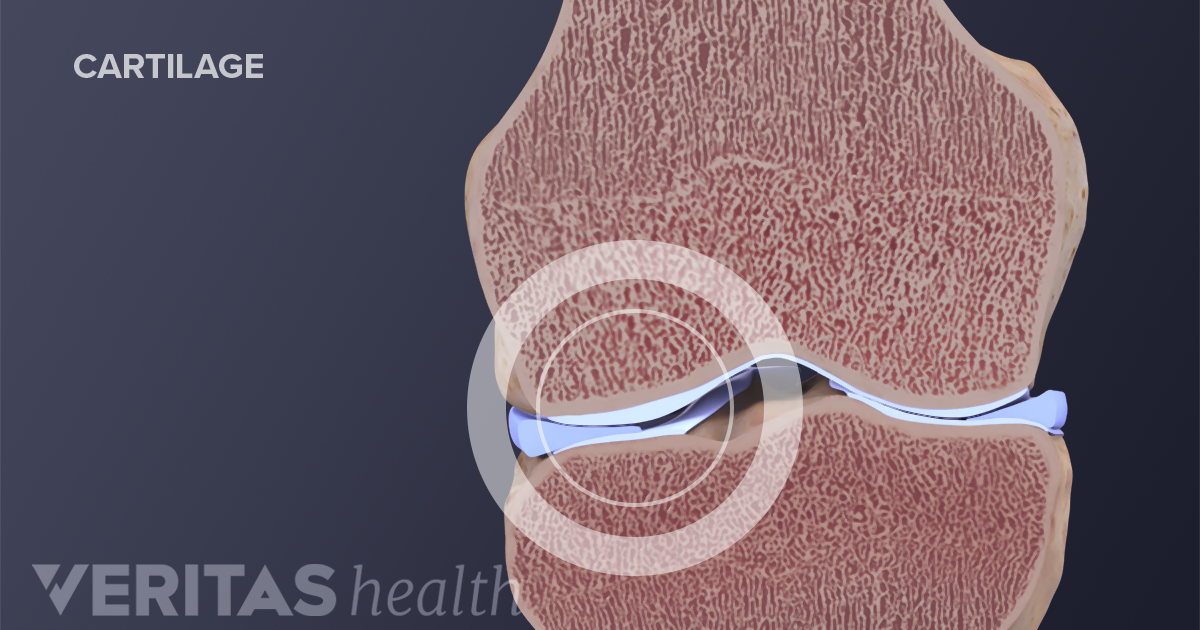 Can Damaged Cartilage Be Fixed   Normal Knee Cartilage 