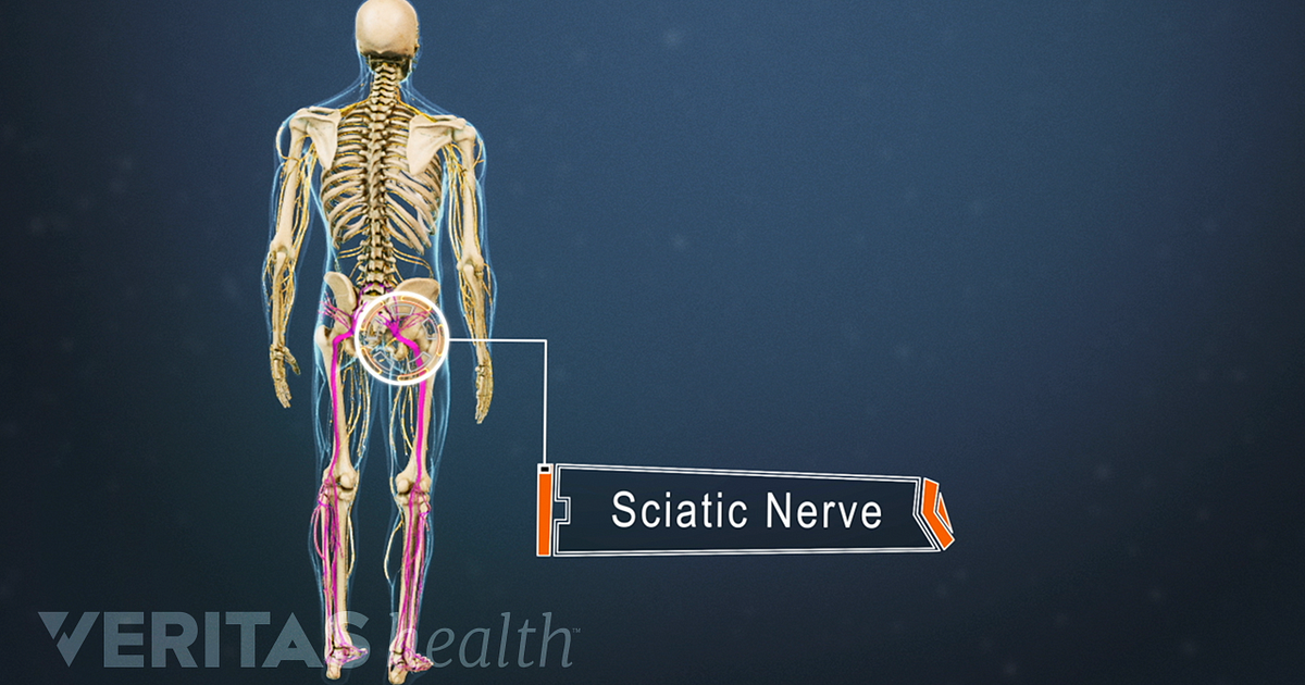 Sciatic Nerve Anatomy Buttock