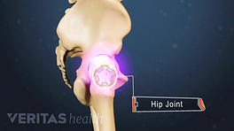 Profile view of the pelvis labeling the hip joint