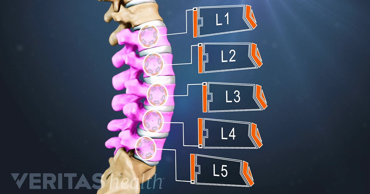 Causes of Pain in the Lumbar Spine groin bones diagram 