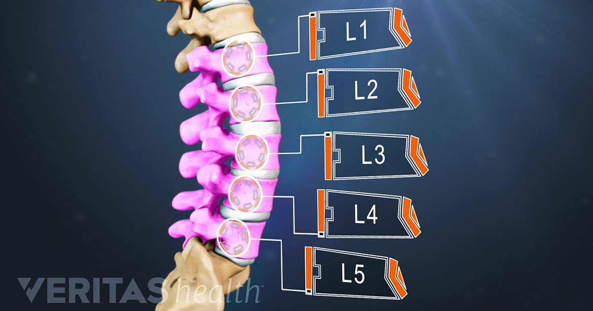 Information about spine and intervetebral disc anatomy