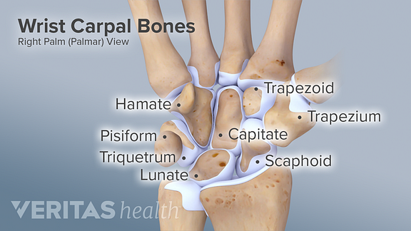 Wrist carpal bones include hamate, pisiform, trapezoid, trapezium, capitate, scaphoid, triquetrum and lunate.