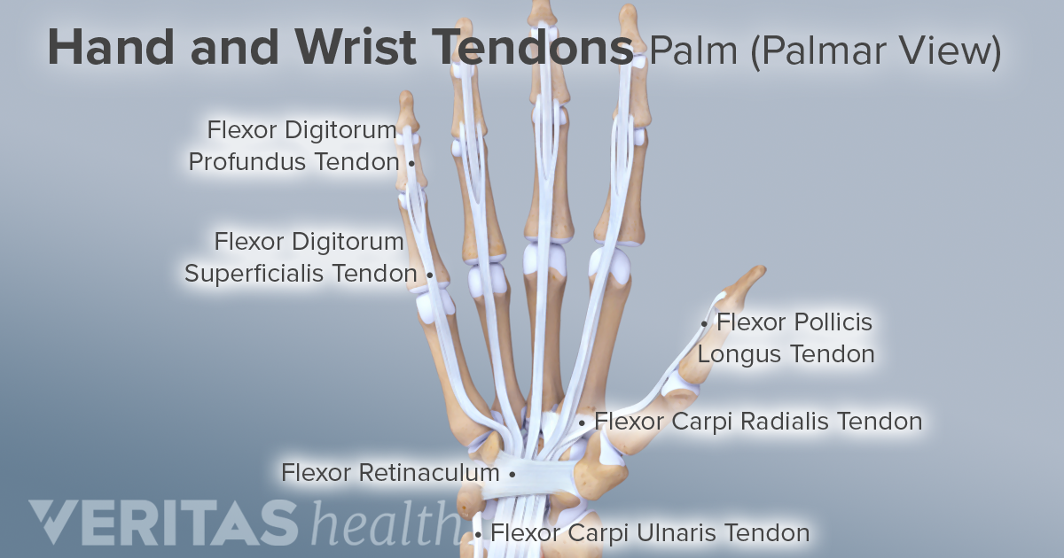 Ligaments, Tendons, and Nerves of the Wrist