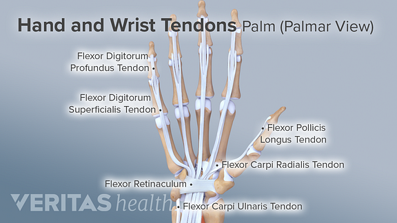 Ligaments, Tendons, and Nerves of the Wrist