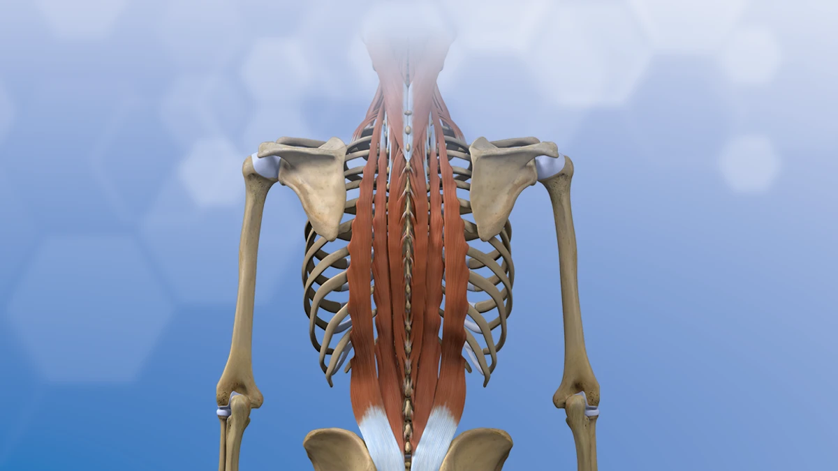 What is upper back pain? - Sports Medicine Clinic