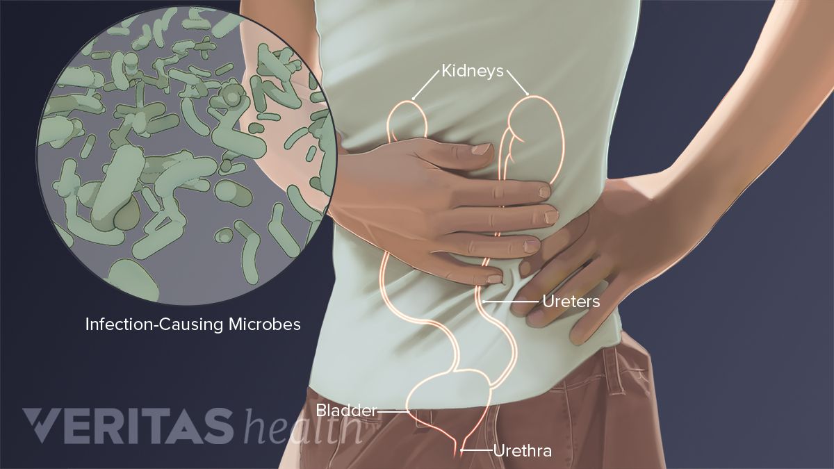 diagram of torso organs