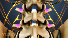 Posterior view of spinal cord and nerve roots in the spine.