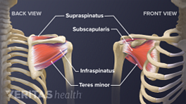Anterior and Posterior view of the shoulder joint showing a rotator cuff muscles