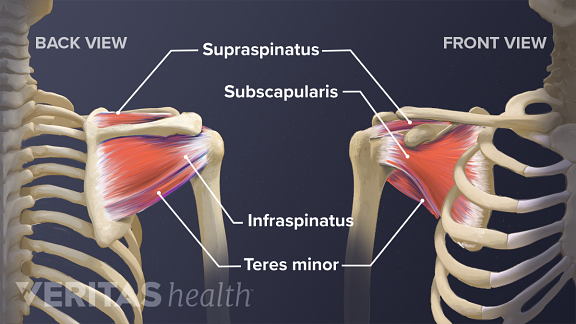 Soft Tissues of the Shoulder