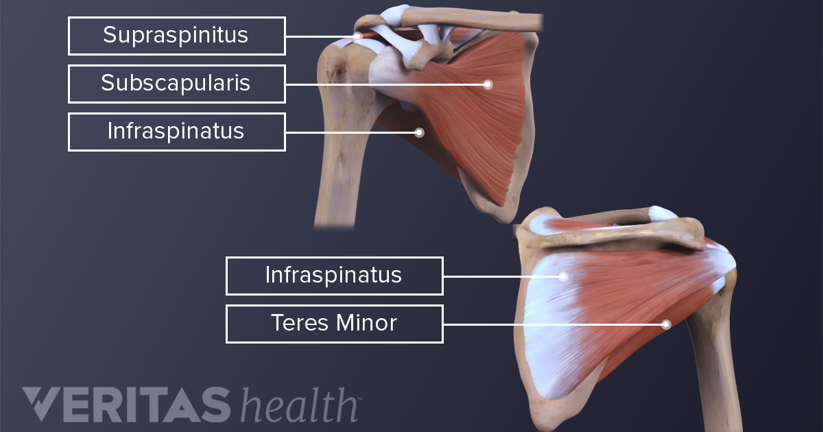 Teres Minor Definition Sports Injury Related Medical Glossary teres-minor-definition-sports-injury-related-medical-glossary
