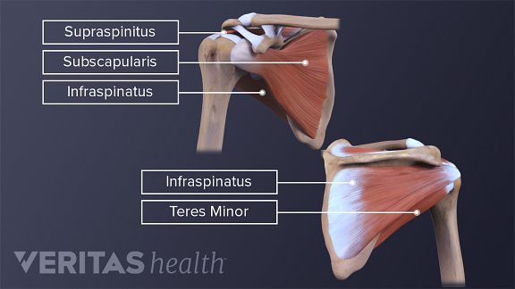 rotator cuff supraspinatus