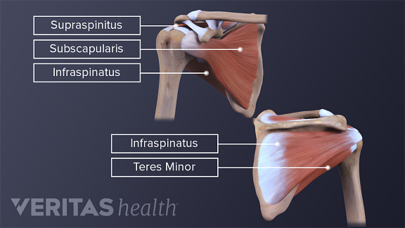 Shoulder muscles including the infraspinatus, subcapularis, supraspinatus, and deltoid rotator cuff muscles