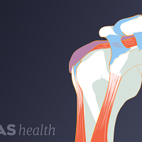 Anterior view of the right shoulder showing the various joints.