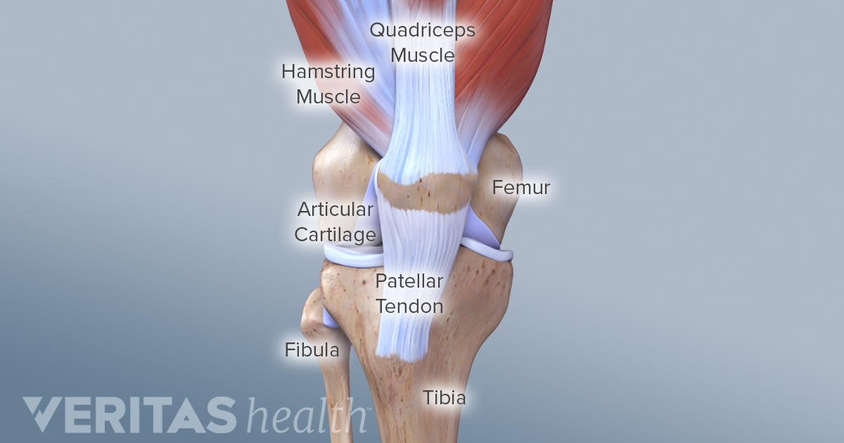 Muscles of the knee diagram