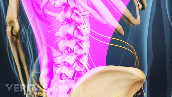 Anatomy of lower back muscle strain