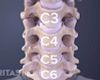 Cervical Anatomy Verteebrae